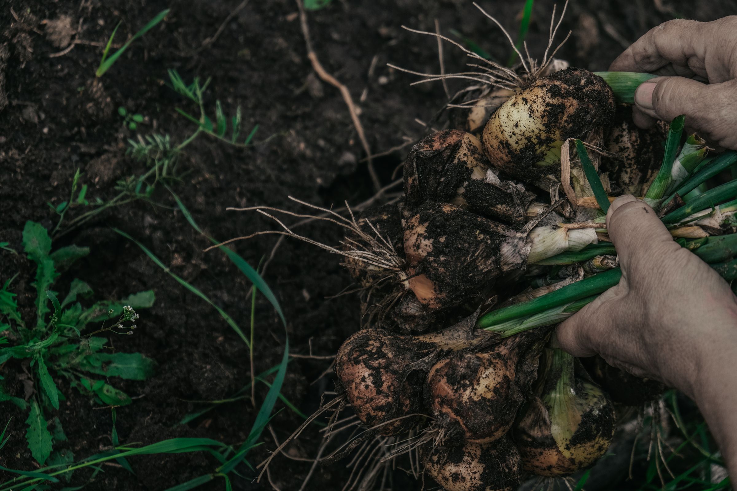 Bare hands lifting a rope of onions from dark soil